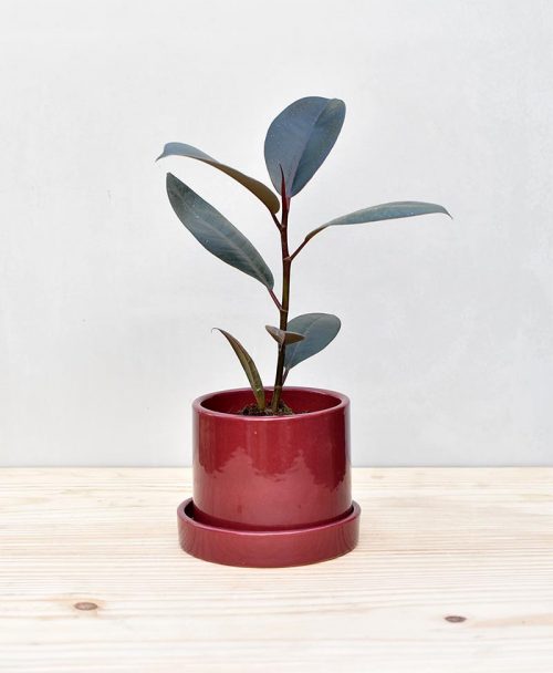 Ceramic Cylindrical Pot Maroon with Rubber Plant 2