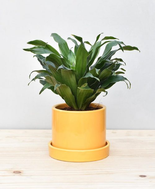 Ceramic Cylindrical Pot Mustard Yellow with Exotic Draceana Compacta 2