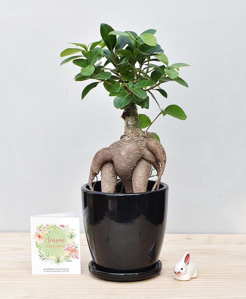 Ceramic Oval Pot Black with Exotic Ficus Ginseng – Ficus Microcarpa