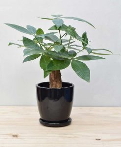 Ceramic Oval Pot Black with Exotic Money Tree – Pachira Aquatica 2