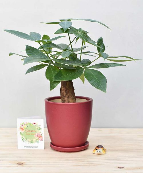 Ceramic Oval Pot Maroon with Exotic Money Tree – Pachira Aquatica