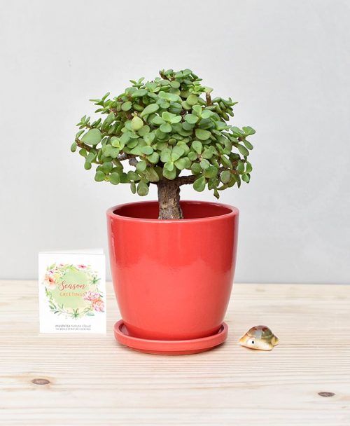 Ceramic Oval Pot Red with Exotic Jade Plant – Crassula Ovata