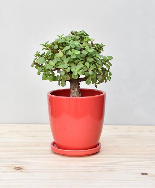 Ceramic Oval Pot Red with Exotic Jade Plant – Crassula Ovata 2