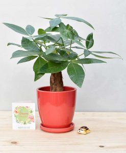 Ceramic Oval Pot Red with Exotic Money Tree – Pachira Aquatica