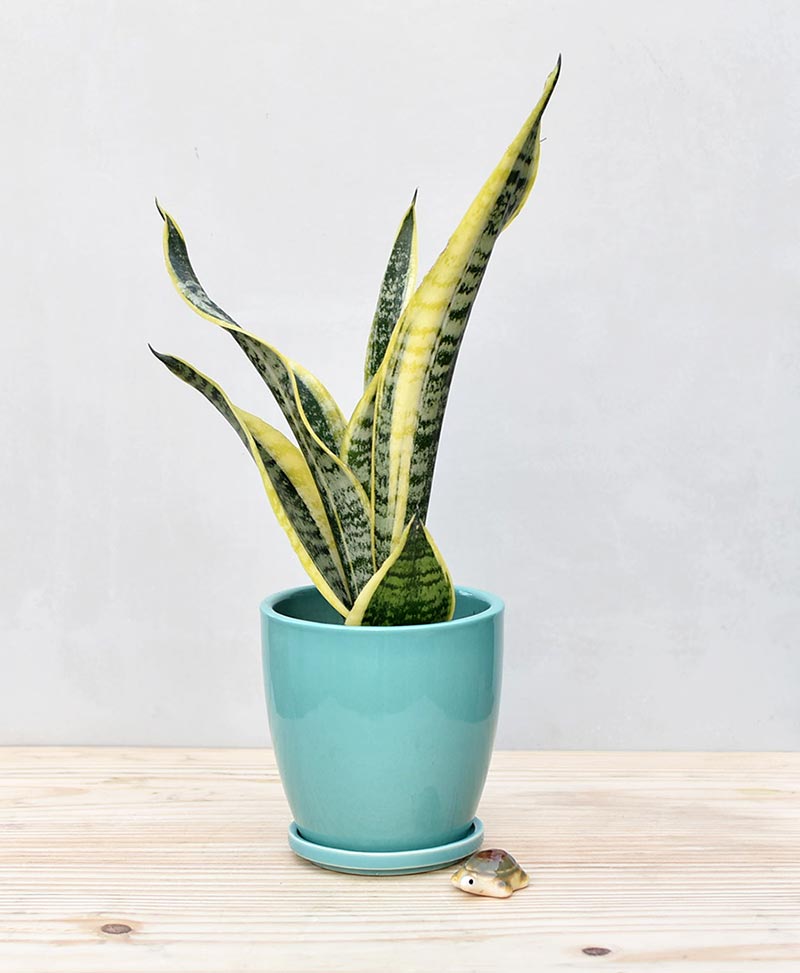 Ceramic Oval Pot Sea Green with Exotic Dwarf Snake Plant - Sansevieria Trifasciata Robusta
