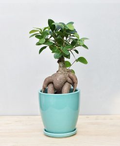 Ceramic Oval Pot Sea Green with Exotic Ficus Ginseng – Ficus Microcarpa 2