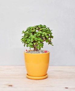 Ceramic Oval Pot Yellow with Crassula Bonsai