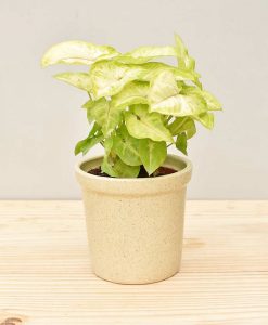 Ceramic Rim Pot Beige with Dwarf Syngoniums