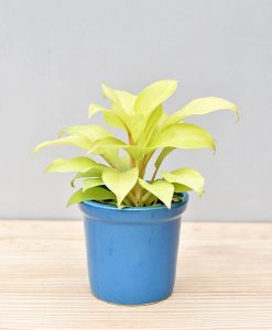 Ceramic Rim Pot Blue with Philodendron Golden