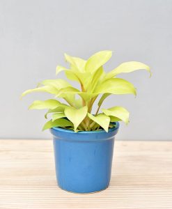 Ceramic Rim Pot Blue with Philodendron Golden