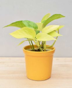 Ceramic Rim Pot Yellow with Golden Pathos (Draceana)