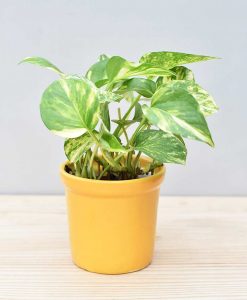 Ceramic Rim Pot Yellow with Variegated Golden Pathos (Draceana)