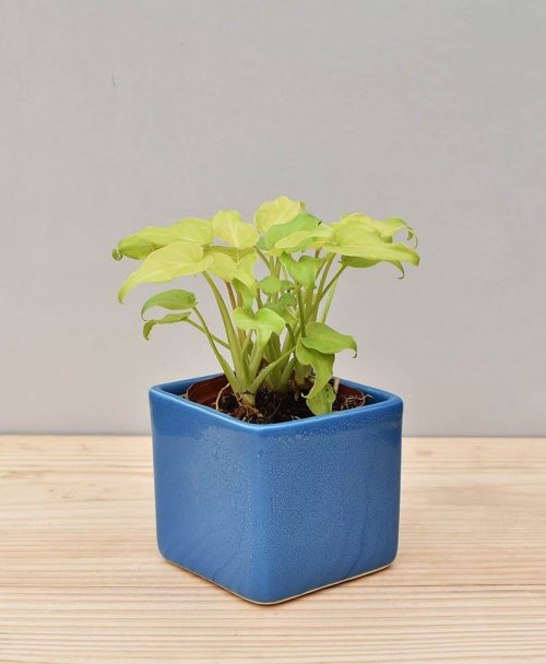 Ceramic Square Pot Blue with Philodendron (Xanadu Golden)