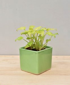 Ceramic Square Pot Green with Philodendron (Xanadu Golden)