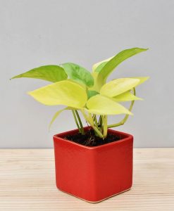 Ceramic Square Pot Red with Golden Pathos (Draceana)