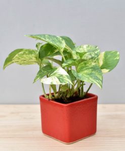 Ceramic Square Pot Red with Variegated Golden Pathos (Draceana)