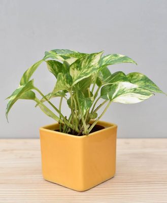 Ceramic Square Pot Yellow with Variegated Golden Pathos (Draceana)