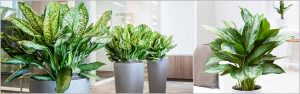 Chinese Evergreen Aglaonema Varieties Part -1