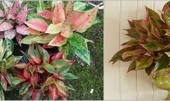 Chinese Evergreen Aglaonema Varieties Part 2