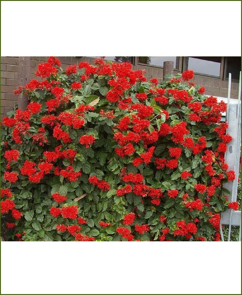 Clerodendrum Splendens (Flaming Glorybower, Pagoda Flower, Bleeding Heart Vine)