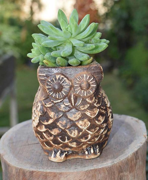 Ceramic Coffee Brown Owl with Succulents