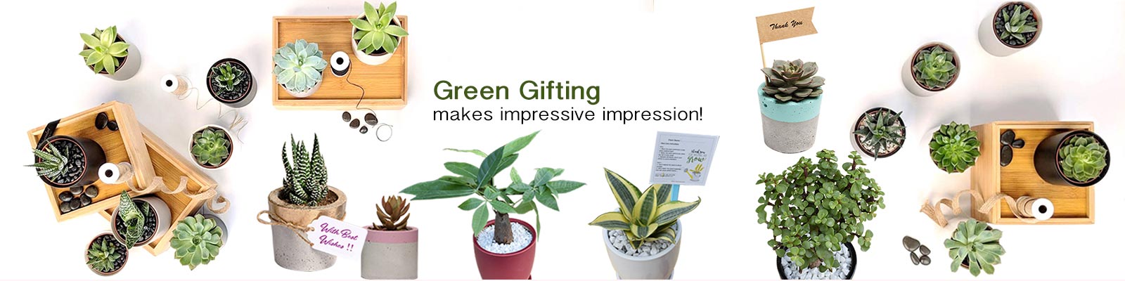 Corporate Green Gifting - Corporate Air Purifying Gift Plants Gurgaon, Noida, Delhi