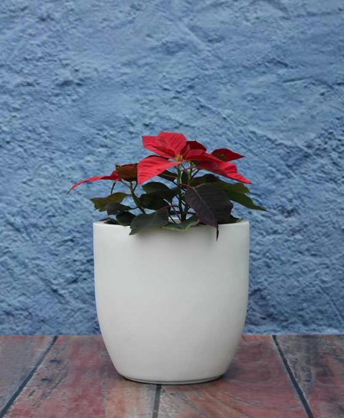 Cup Shape Planter 12 inch