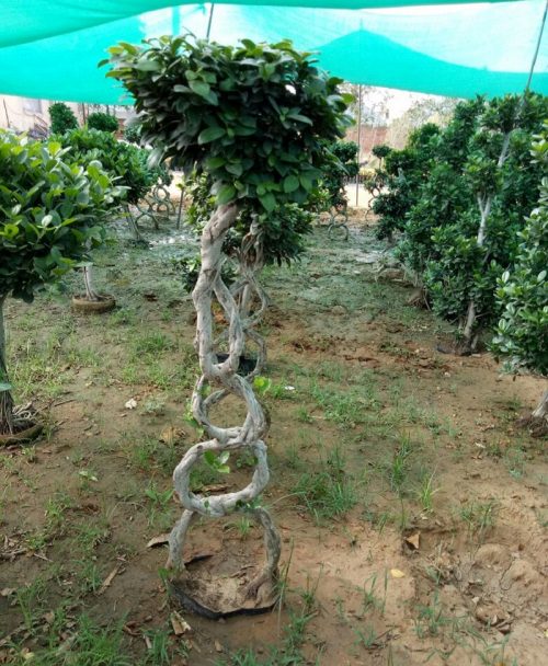 Ficus Microcarpa (Ficus Ginseng) Multi Ball Caged Small Tree