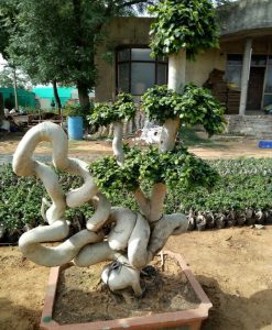 Ficus Microcarpa (Ficus Ginseng) Multi Ball Dragon Tree