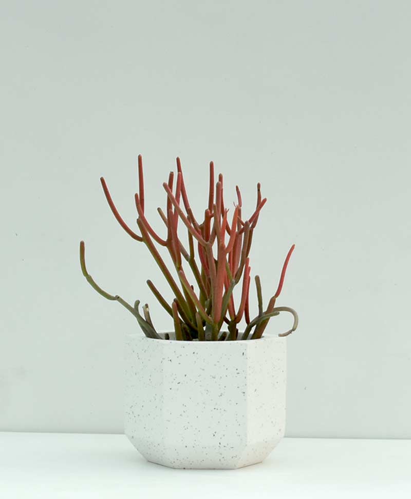 Table Top Fiber Terrazzo Planter Pentagon 4 inch