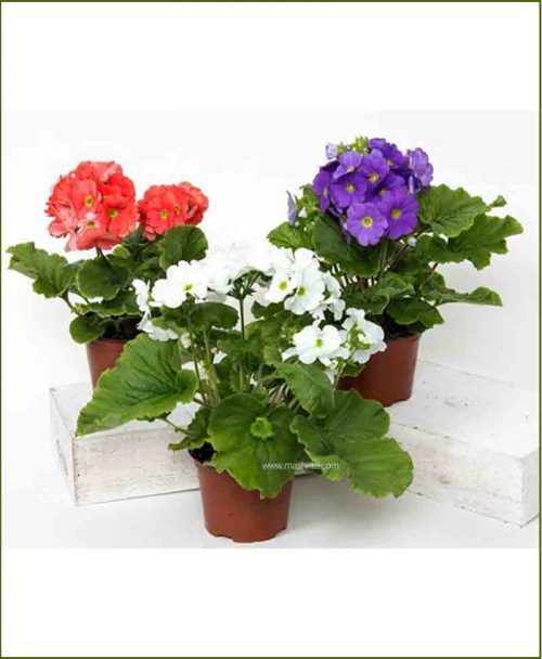 Geranium Mixed 8 inch Pot