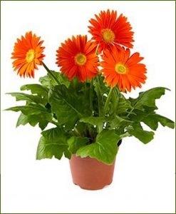 Gerbera Mixed (Barberton Daisy - Gerbera Jamesonii)