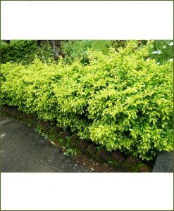 Golden Duranta