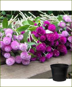 Gomphrena Mixed (Amaranth)