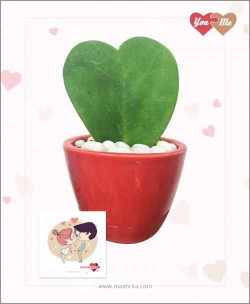 Hoya Sweet Heart Plant in Red Oval Pot