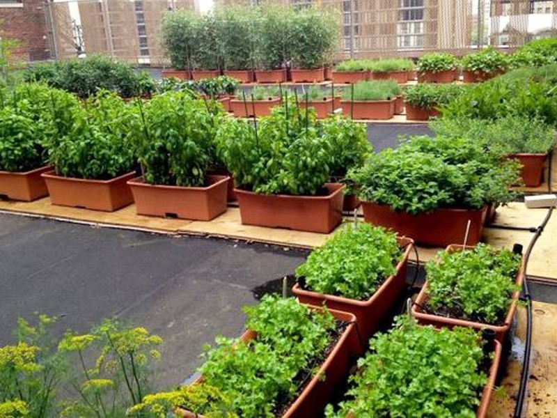 Green Roof India