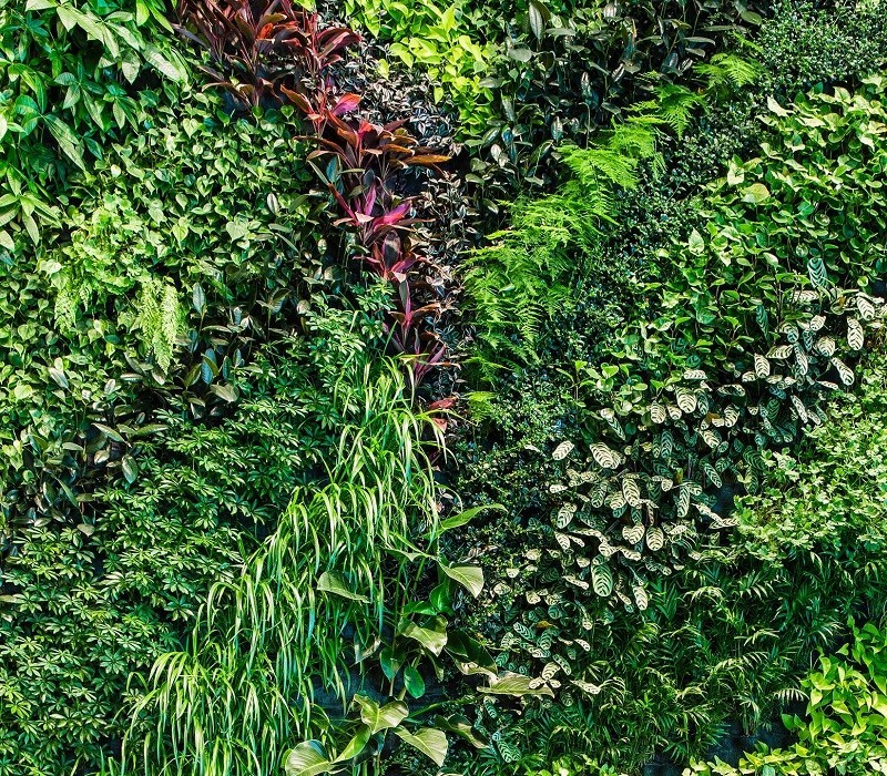 Green Walls India