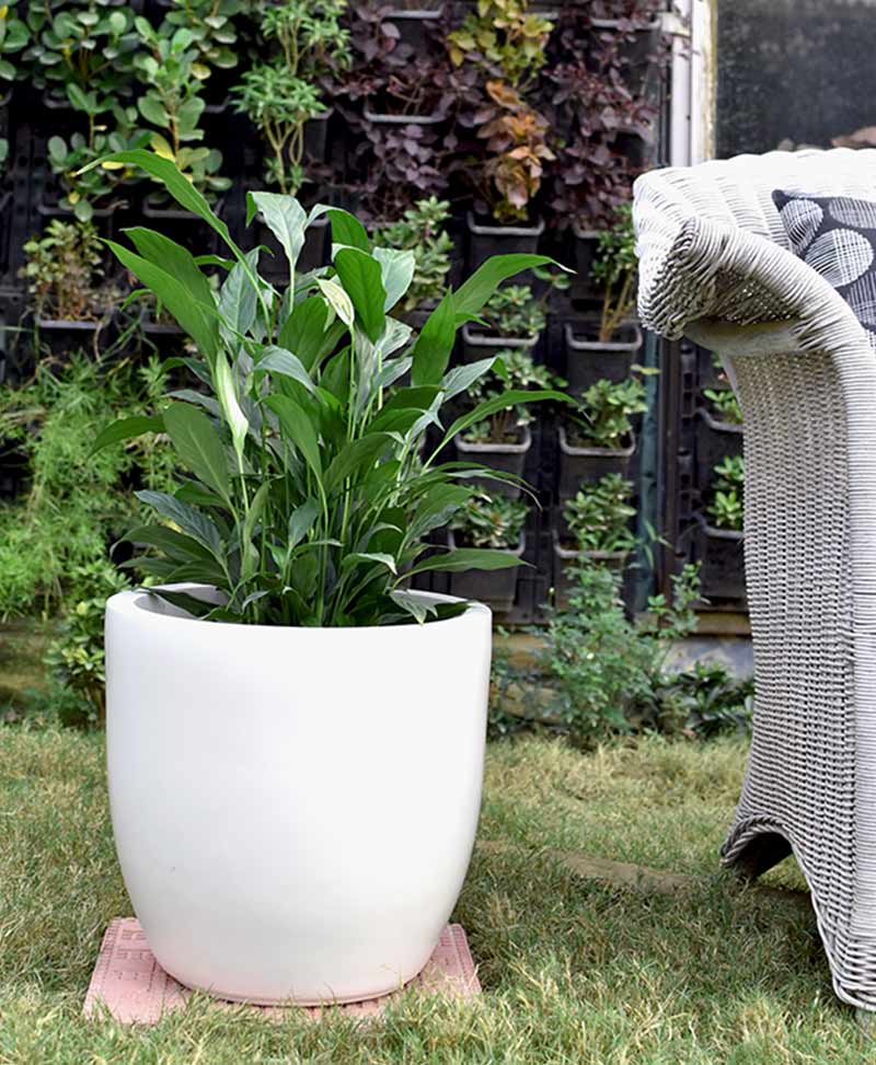 Fiber Glass Cup Shape Ivory Planter with Peace Lily (Spathiphyllum)