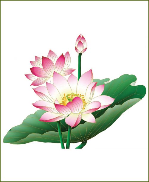 Lotus (Kamal) Plants