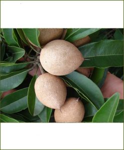 Manilkara Zapota, Sapodilla, Chiku