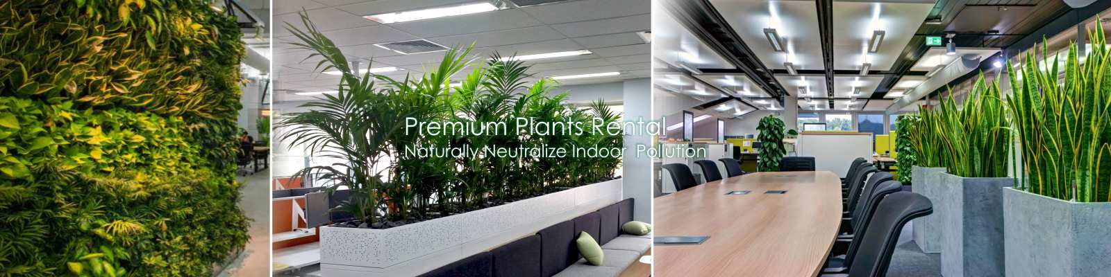 Corporate Air Purifier Office Plants Rental Services Gurgaon, Delhi, Noida