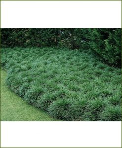 Ophiopogon Japonicus, Lily Turf, Mondo Grass, Monkey Grass