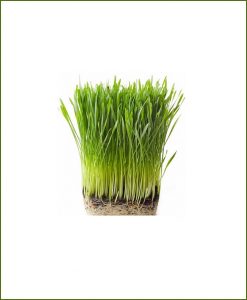Organic Fresh Wheat Grass