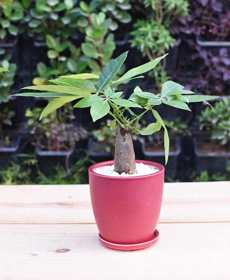 Ceramic Maroon Oval Pot with Pachira Aquatica Bonsai