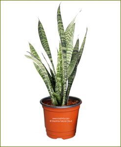 Sansevieria Trifasciata Zeylanica (Snake Plant) - Bushy