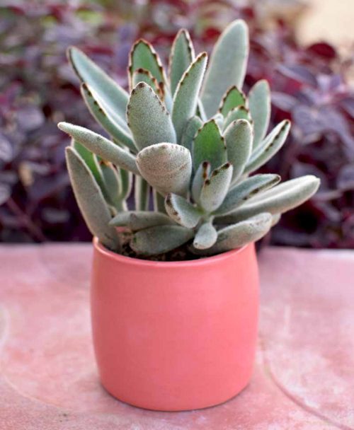 Kalanchoe Panda in Ceramic Pot 2