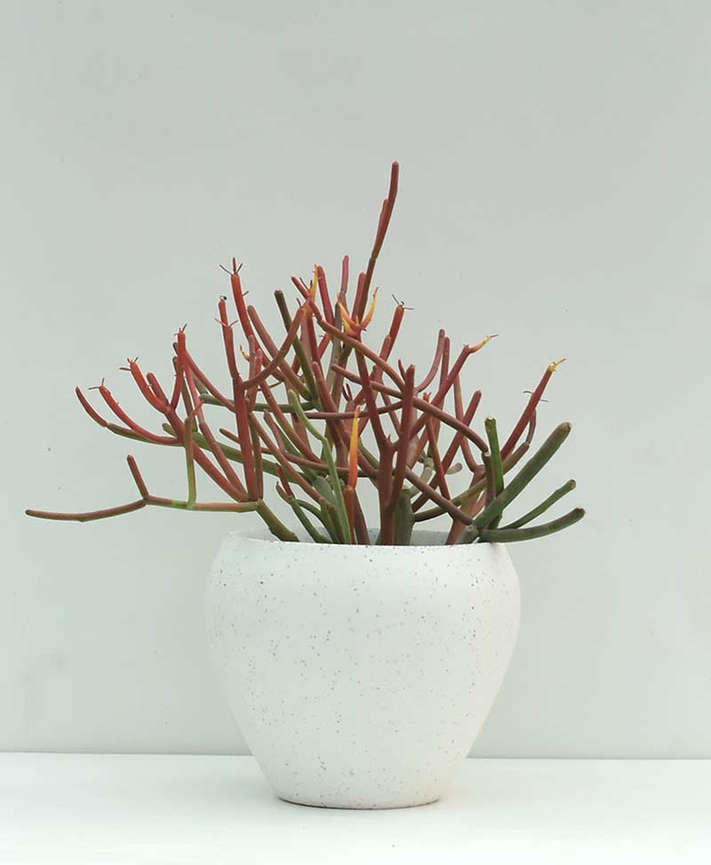 Table Top Fiber Terrazzo Planter Apple 6 inch
