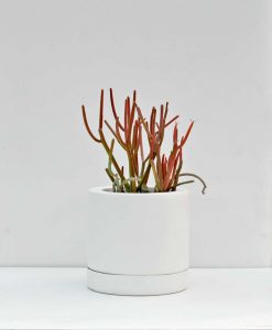 Table Top Fiber Planter Cylinder 6 inch