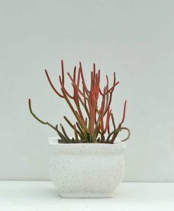 Table Top Fiber Planter Tray Textured 5.5 inch