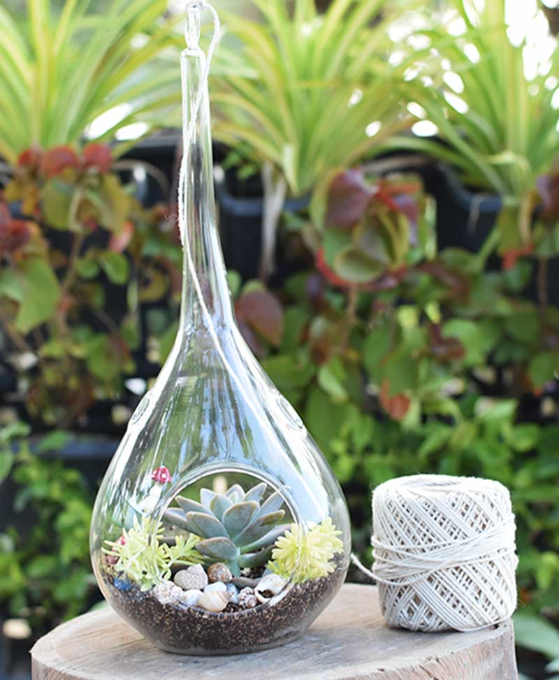 Hanging Tear Drop Type Terrarium with Echeveria and Deco Mates